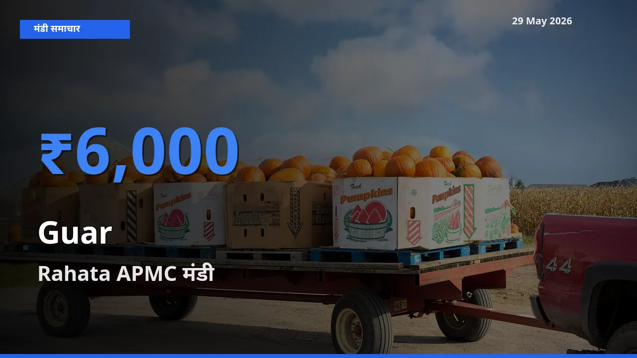 आज ग्वार के सबसे ऊँचे दाम ₹6,000 Rahata APMC मंडी में