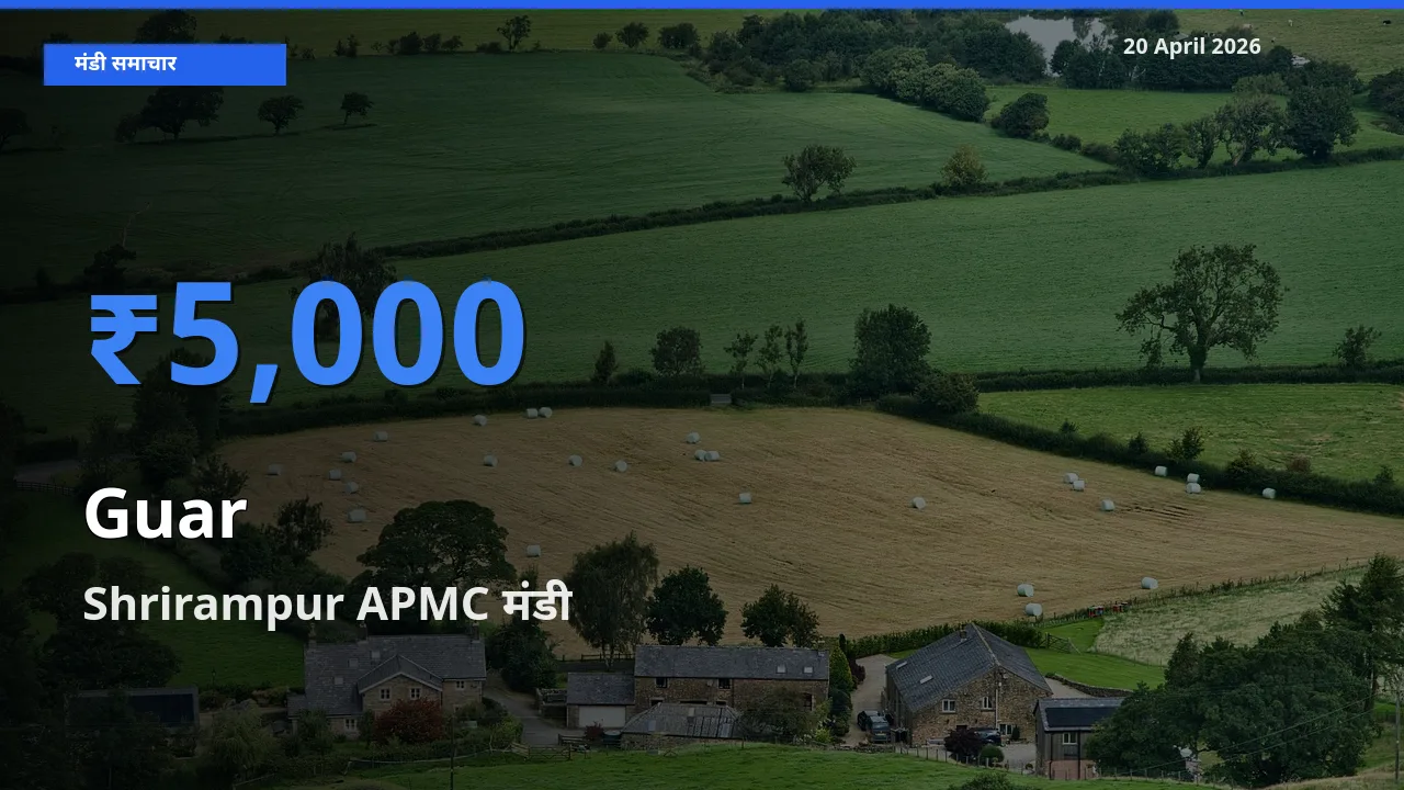 Shrirampur APMC में ग्वार का आज सबसे ऊँचा भाव