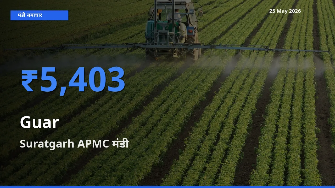 आज ग्वार के सबसे ज़्यादा दाम Suratgarh APMC मंडी में दर्ज