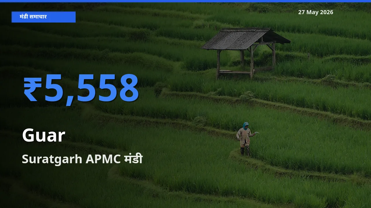 आज ग्वार के सबसे ज़्यादा दाम Suratgarh APMC मंडी में दर्ज