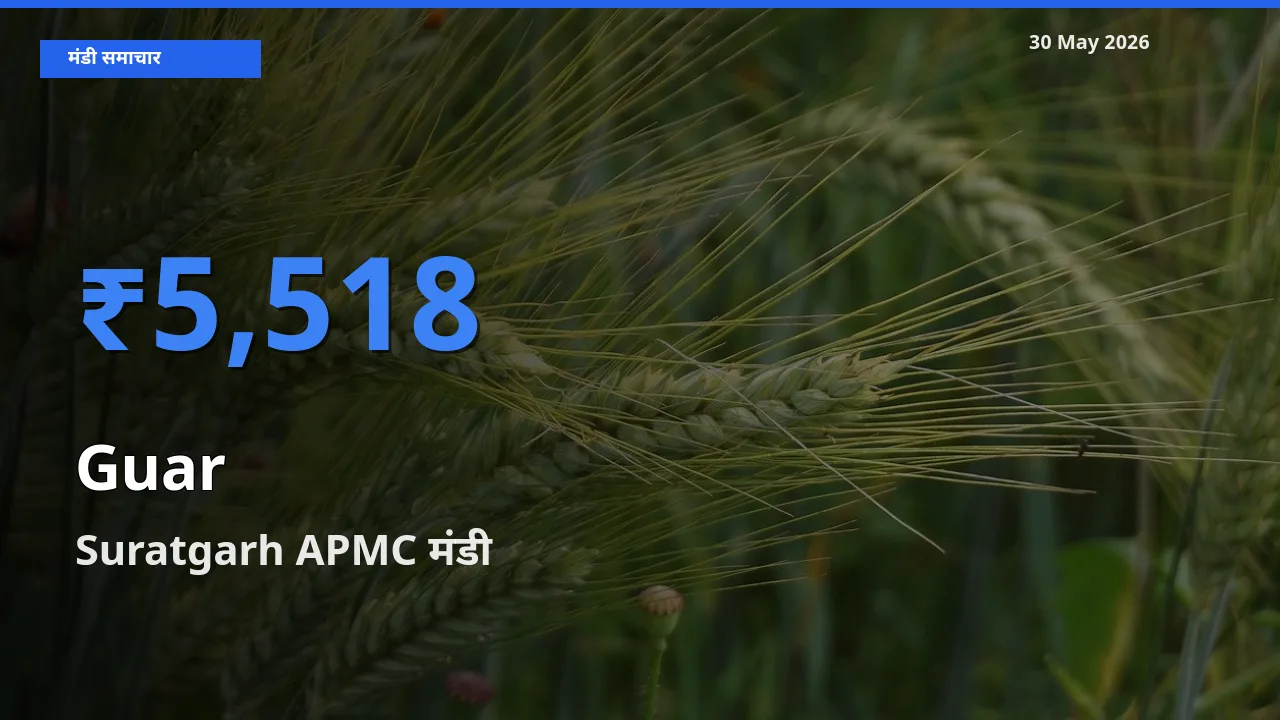 30 May अपडेट: ग्वार के सबसे ऊँचे दाम Suratgarh APMC मंडी में