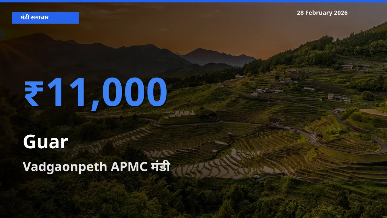 28 February अपडेट: Guar के सबसे ऊँचे दाम Vadgaonpeth APMC मंडी में