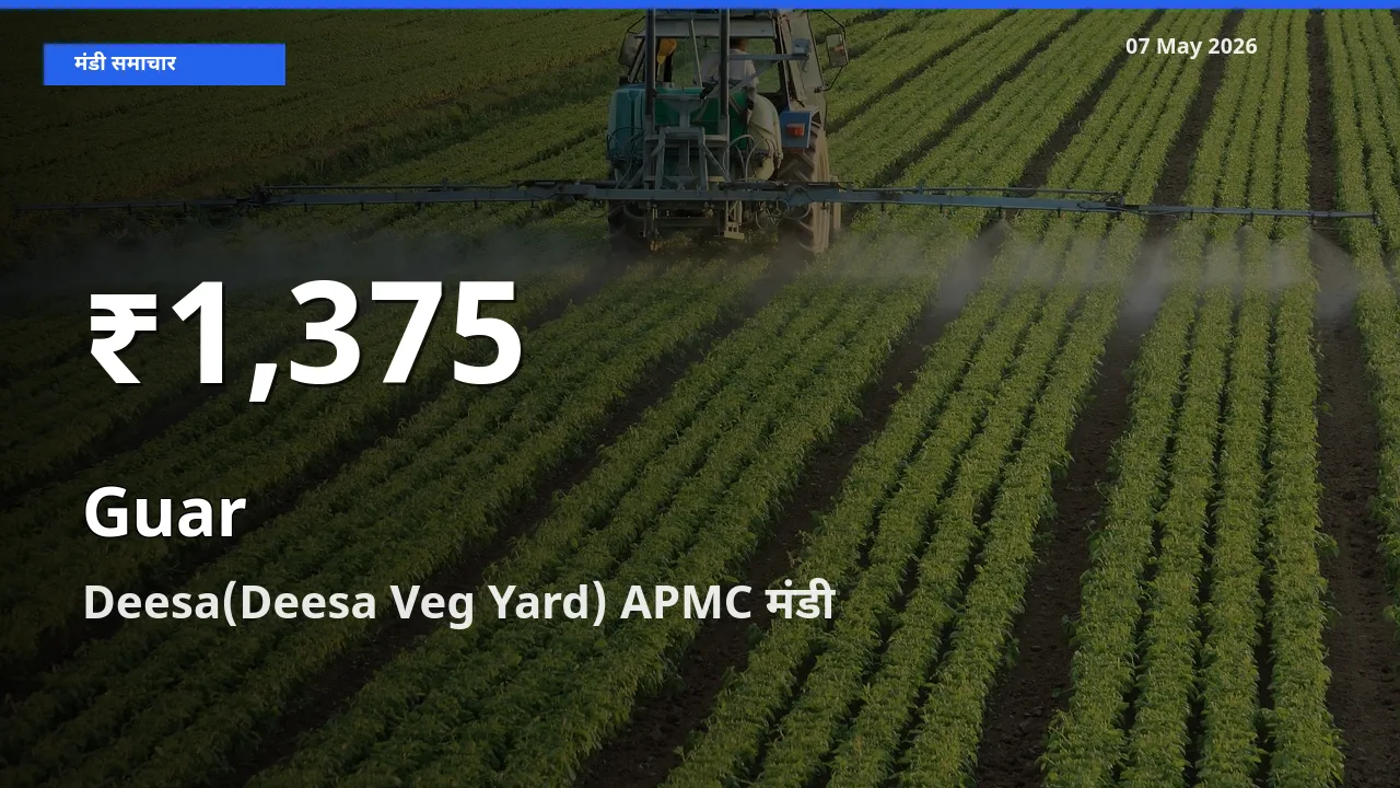 किसानों के लिए चिंता का विषय? ग्वार के दाम Deesa(Deesa Veg Yard) APMC में 30 दिन के न्यूनतम स्तर पर
