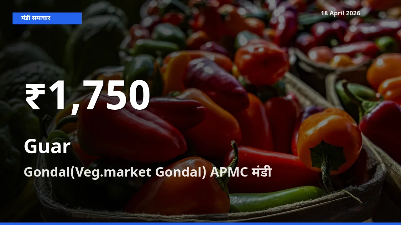 तेज़ गिरावट! Gondal(Veg.market Gondal) APMC में ग्वार के दाम 30 दिन के निचले स्तर पर
