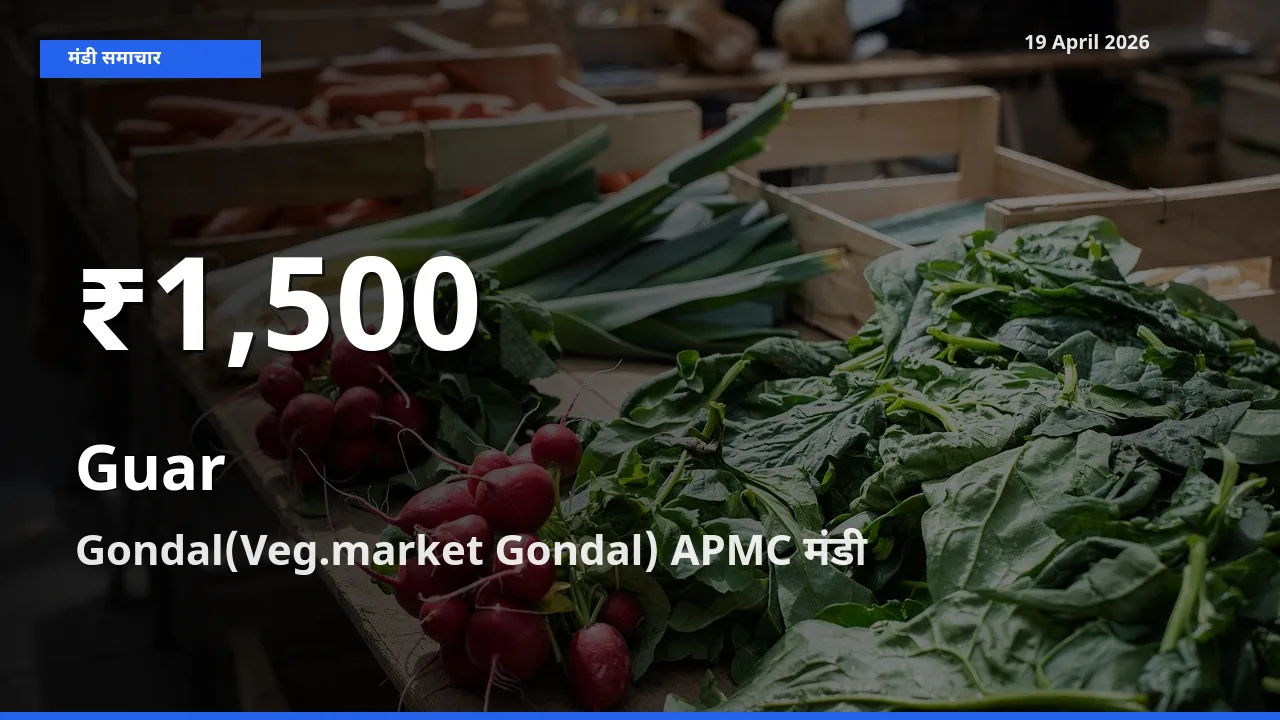 रिकॉर्ड गिरावट नहीं, लेकिन 30 दिन का न्यूनतम! Gondal(Veg.market Gondal) APMC में ग्वार के दाम फिसले