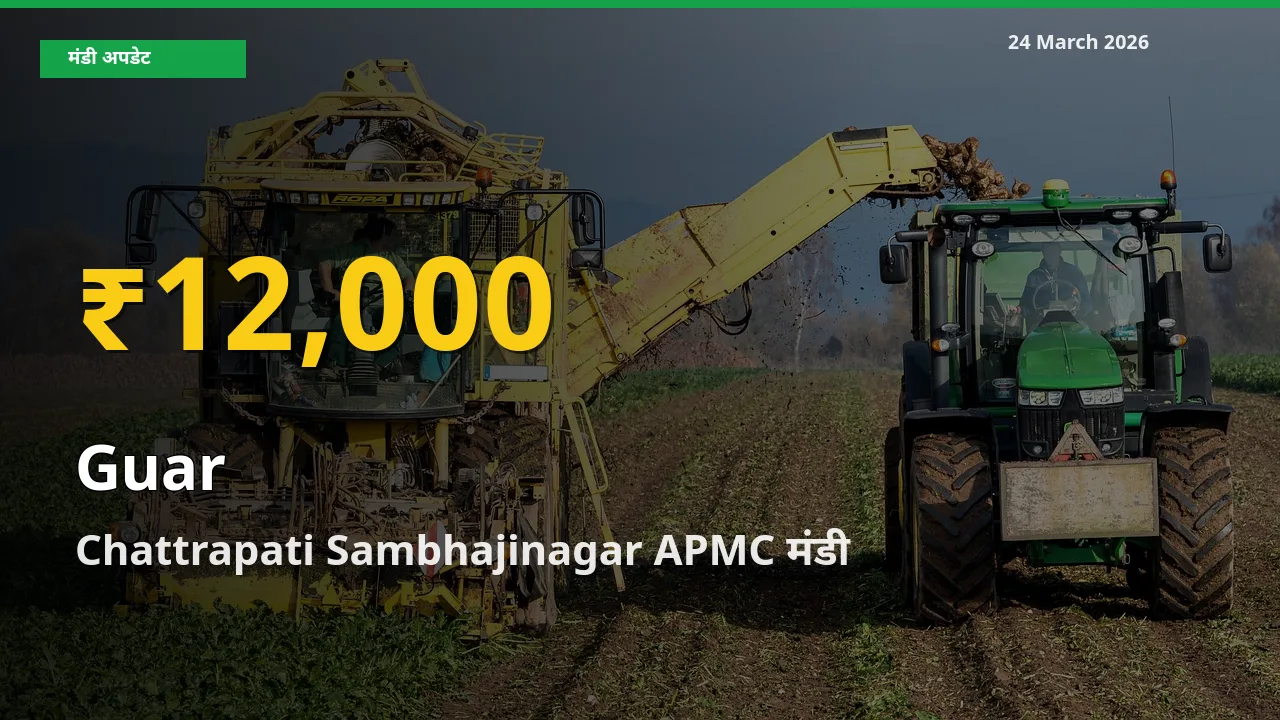 24 March अपडेट: Chattrapati Sambhajinagar APMC में ग्वार के दाम रिकॉर्ड स्तर पर