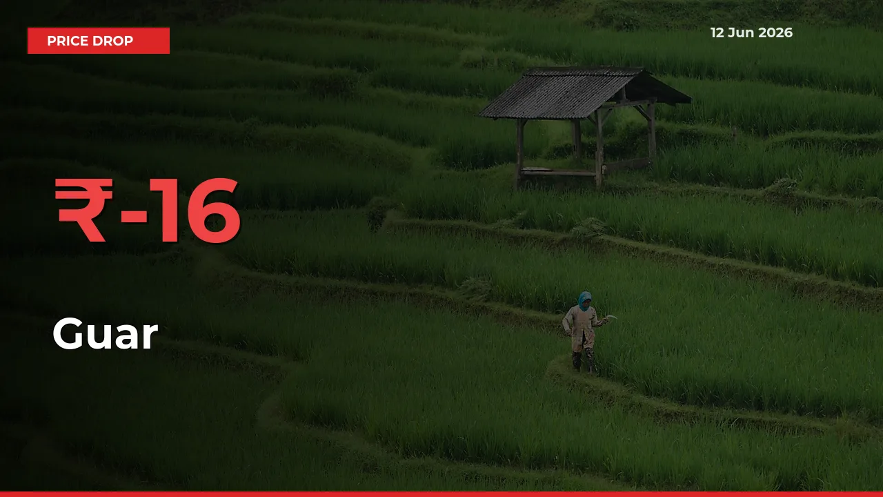 Guar Prices Drop 15.57% – June 12 Market Update from Mandis
