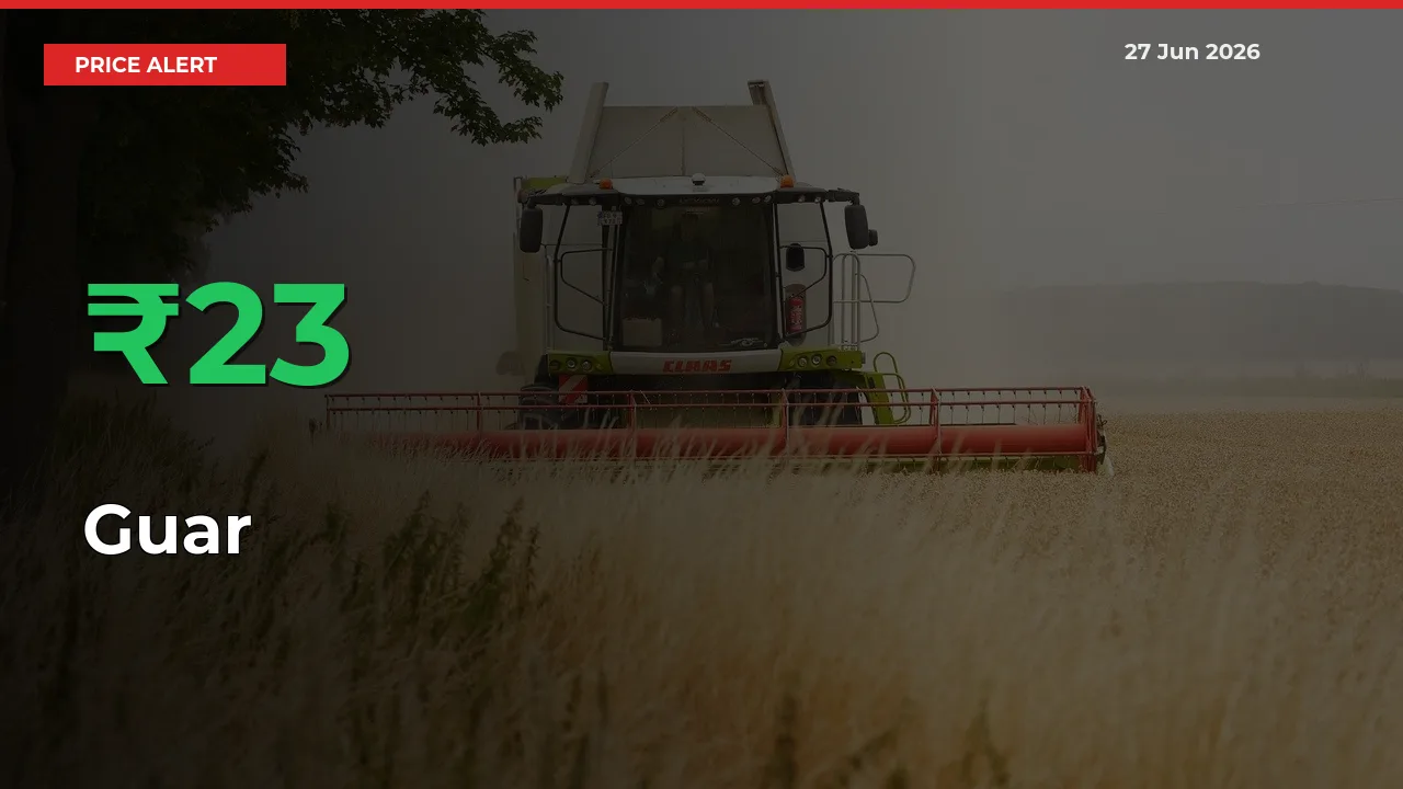 Big Rally! Guar Climbs 22.58% in 24 Hours at Top Mandis