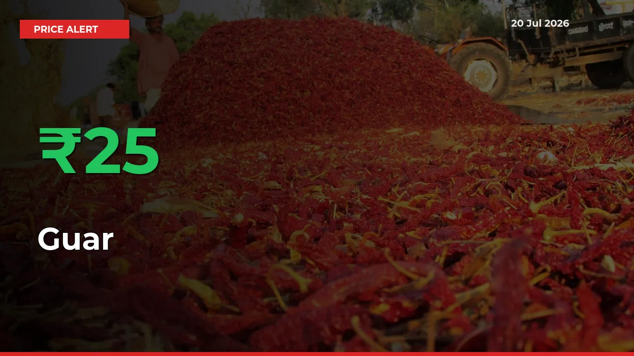 Why Guar Prices Rose 25.18% in a Day at Mandis