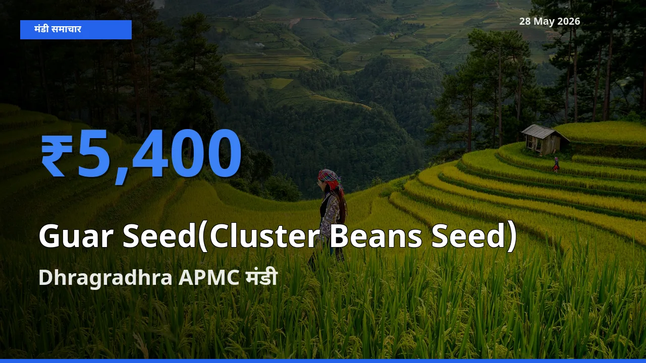 आज ग्वार बीज के सबसे ऊँचे दाम ₹5,400 Dhragradhra APMC मंडी में