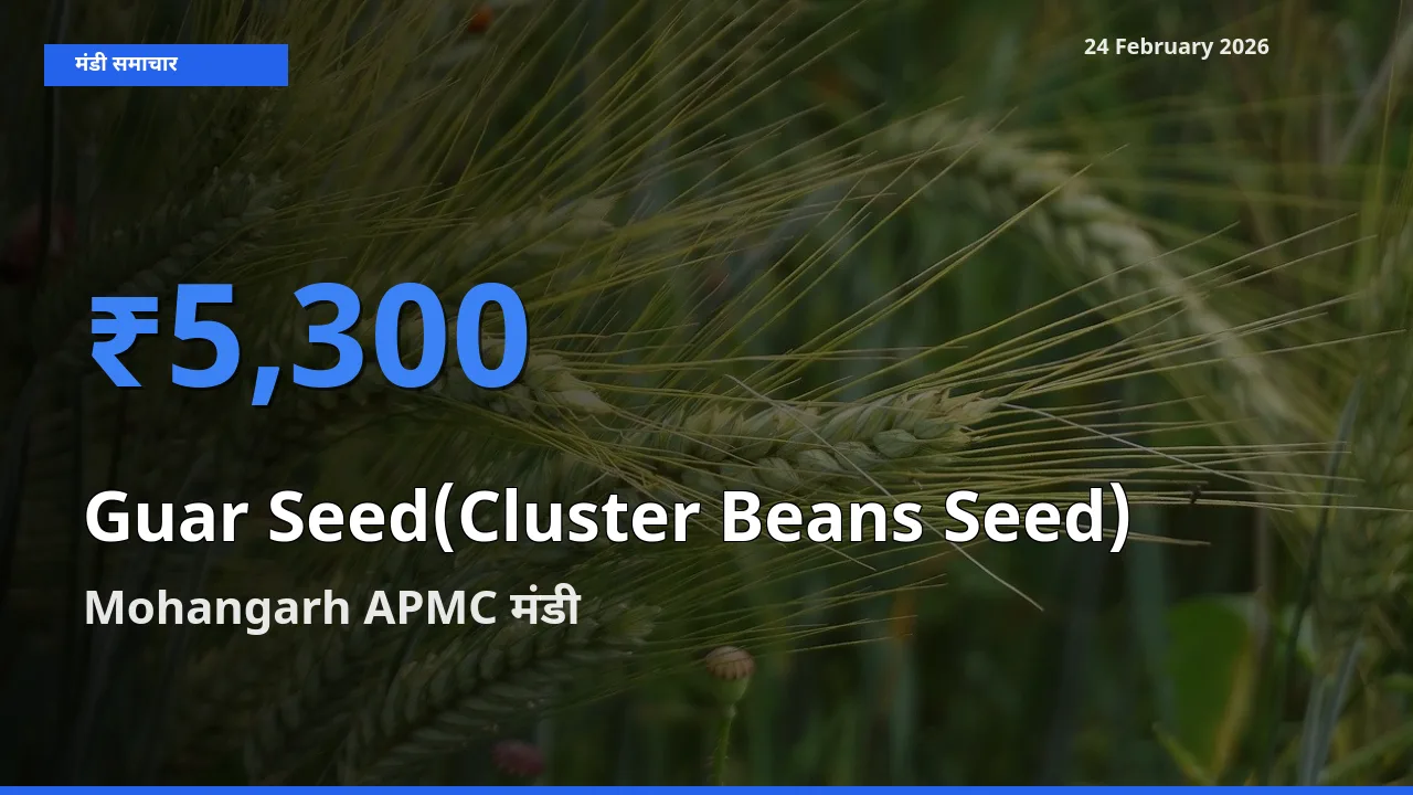 24 February अपडेट: Guar Seed(Cluster Beans Seed) के सबसे ऊँचे दाम Mohangarh APMC मंडी में
