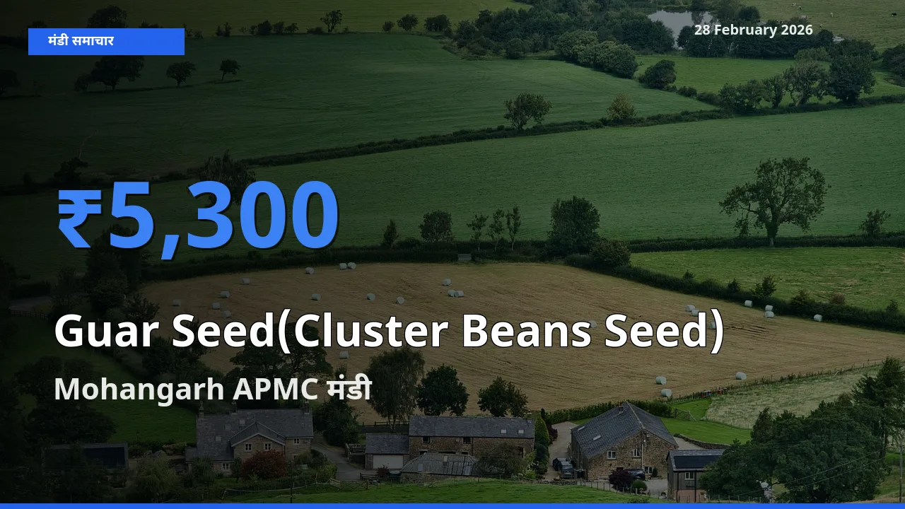 Mohangarh APMC मंडी में आज Guar Seed(Cluster Beans Seed) के सबसे ऊँचे दाम दर्ज