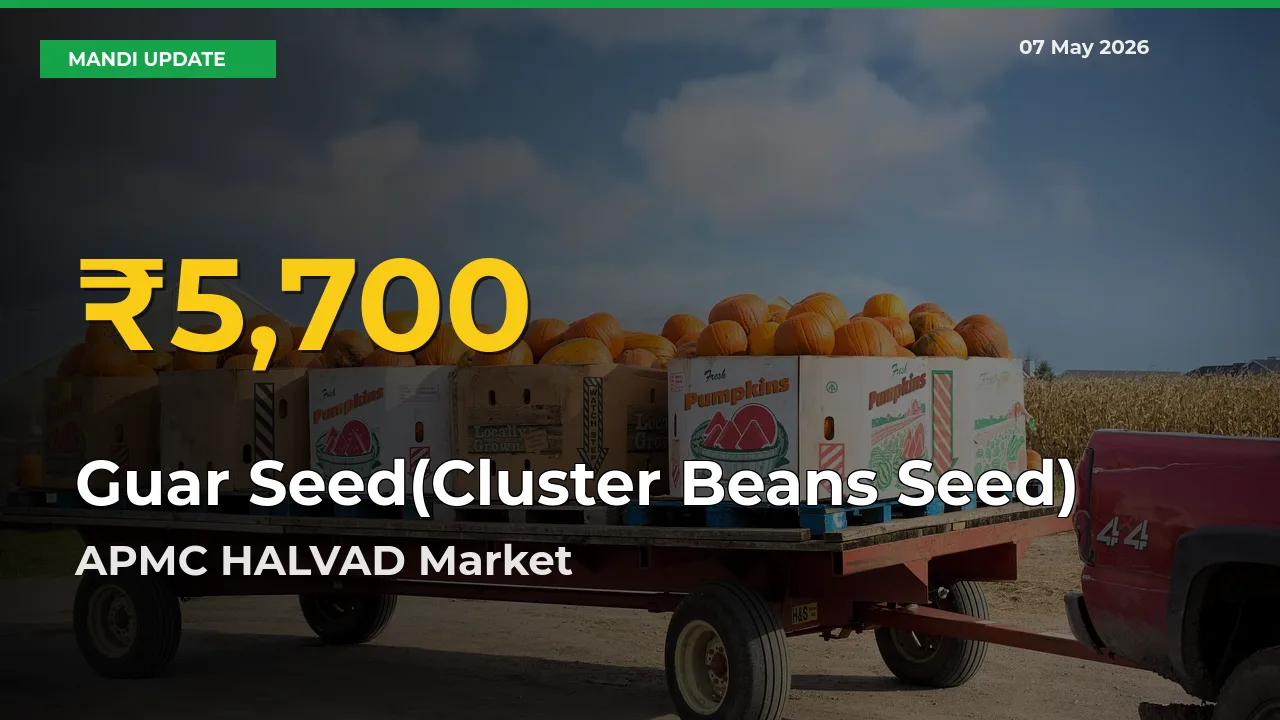 Big Jump in Guar Seed(Cluster Beans Seed) Prices! APMC HALVAD Records New Peak Today