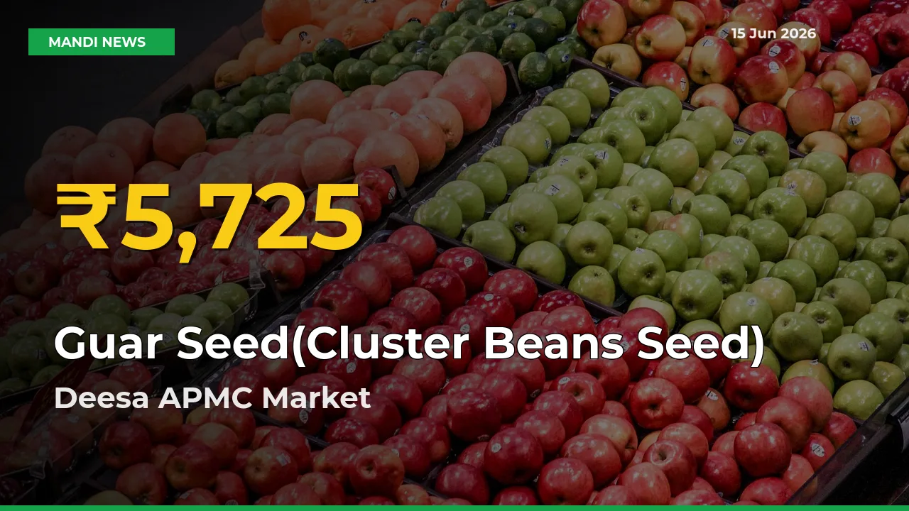 Farmers Benefit as Guar Seed(Cluster Beans Seed) Rate Touches New High in Deesa APMC