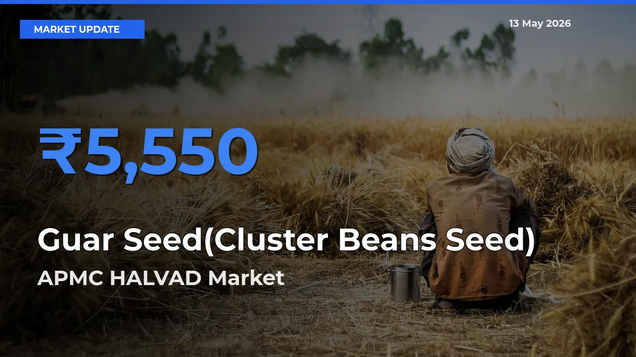 APMC HALVAD Emerges as Top Mandi for Guar Seed(Cluster Beans Seed) Prices Today
