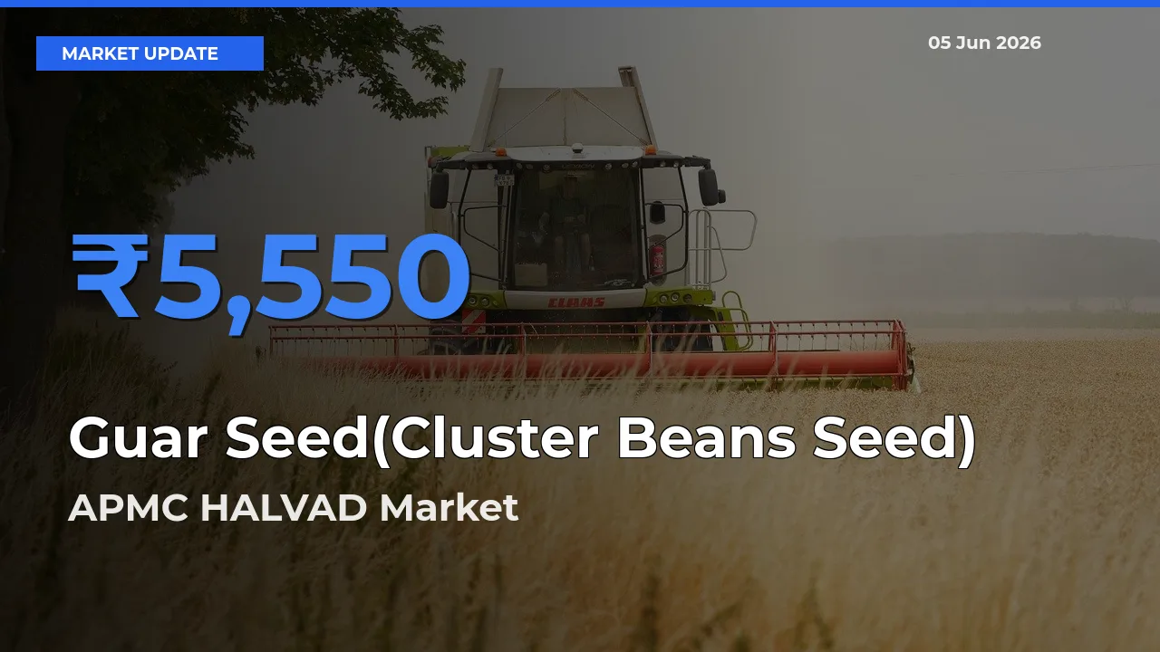 APMC HALVAD Offers ₹5,550 – Highest Guar Seed(Cluster Beans Seed) Rate Today