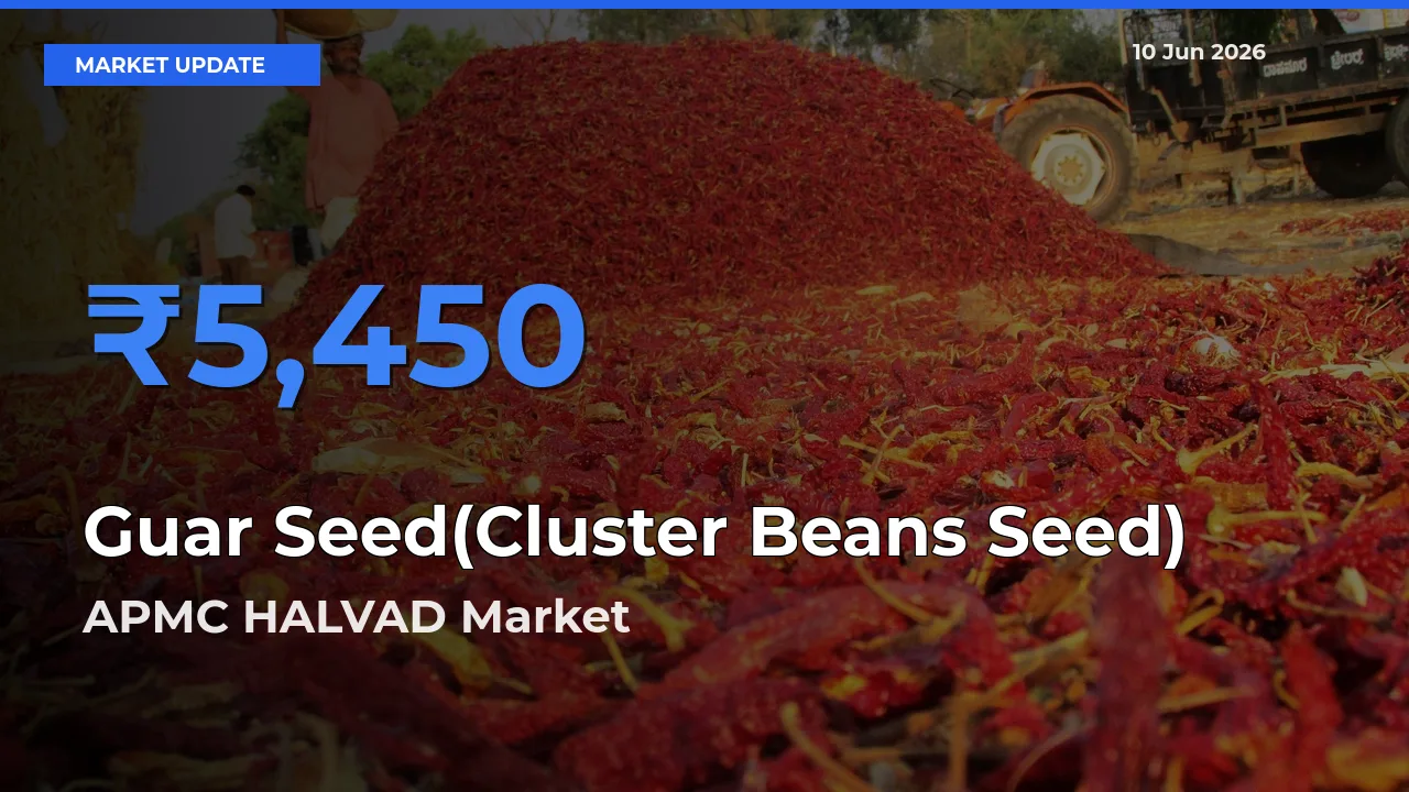 APMC HALVAD Tops Guar Seed(Cluster Beans Seed) Mandi Rates Today