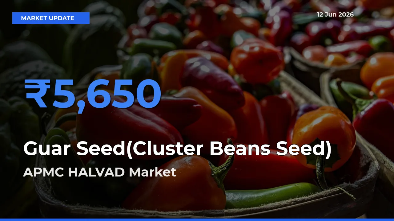 Market Watch: APMC HALVAD Becomes Top Mandi for Guar Seed(Cluster Beans Seed)