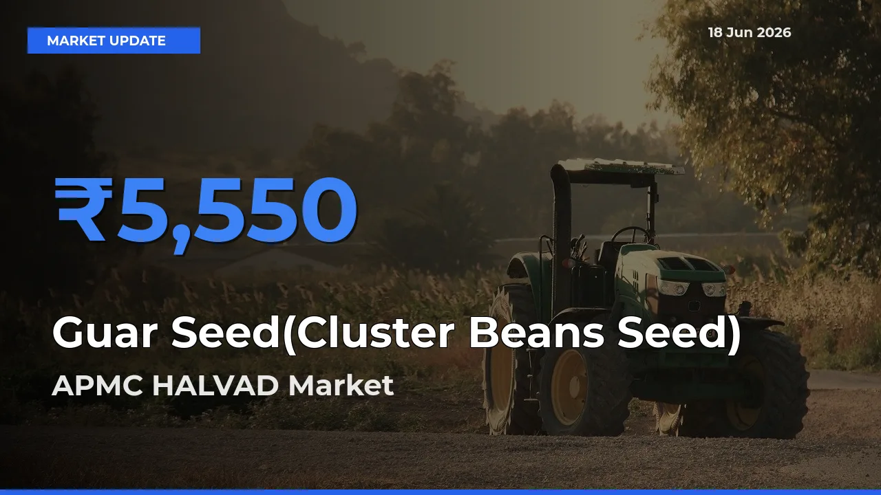 Market Watch: APMC HALVAD Becomes Top Mandi for Guar Seed(Cluster Beans Seed)
