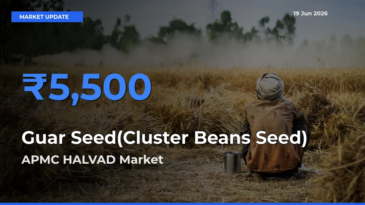 Farmers Prefer APMC HALVAD as Guar Seed(Cluster Beans Seed) Hits Highest Rate