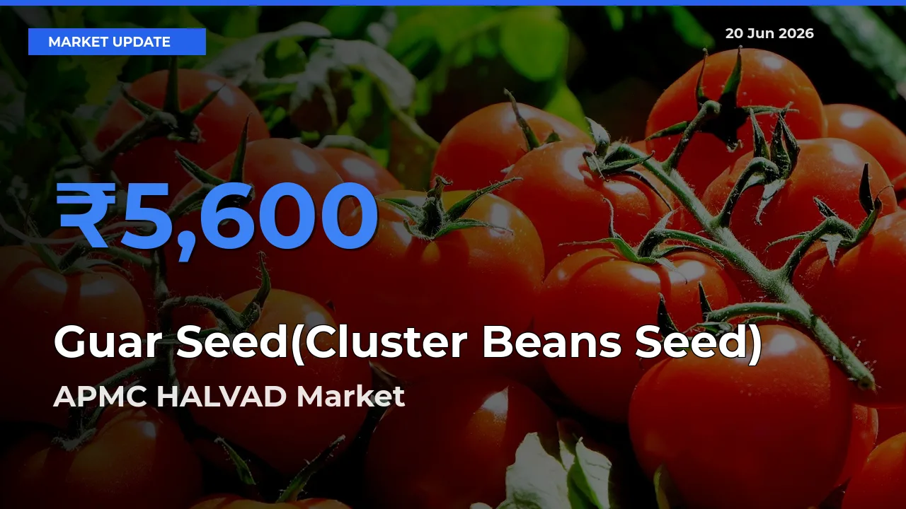 Guar Seed(Cluster Beans Seed) Mandi Rate Today: APMC HALVAD Tops the List