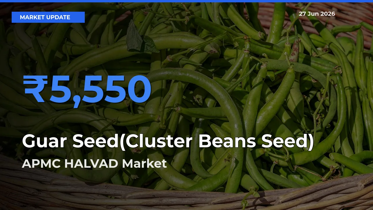 APMC HALVAD Offers ₹5,550 – Highest Guar Seed(Cluster Beans Seed) Rate Today
