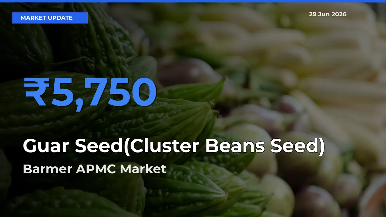 Top Performer! Barmer APMC Offers Best Guar Seed(Cluster Beans Seed) Price Today