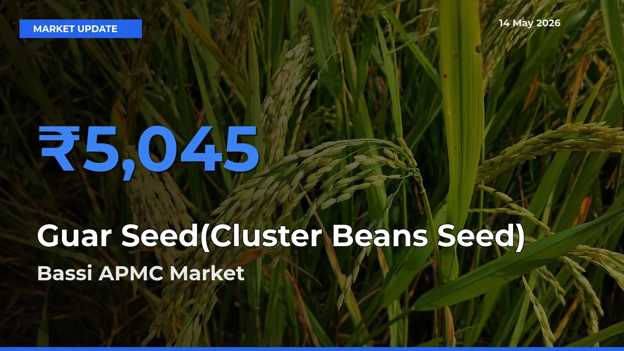 Top Performer! Bassi APMC Offers Best Guar Seed(Cluster Beans Seed) Price Today