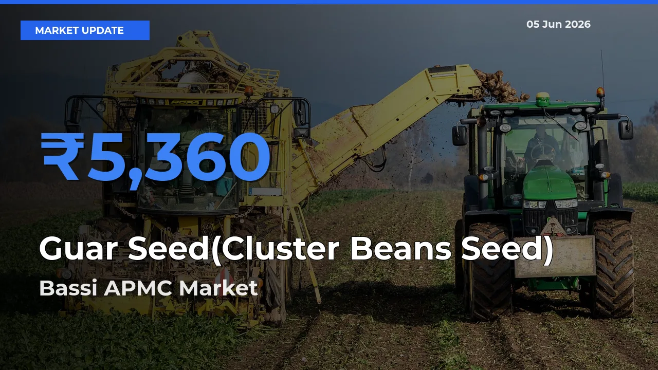 Farmers Prefer Bassi APMC as Guar Seed(Cluster Beans Seed) Hits Highest Rate