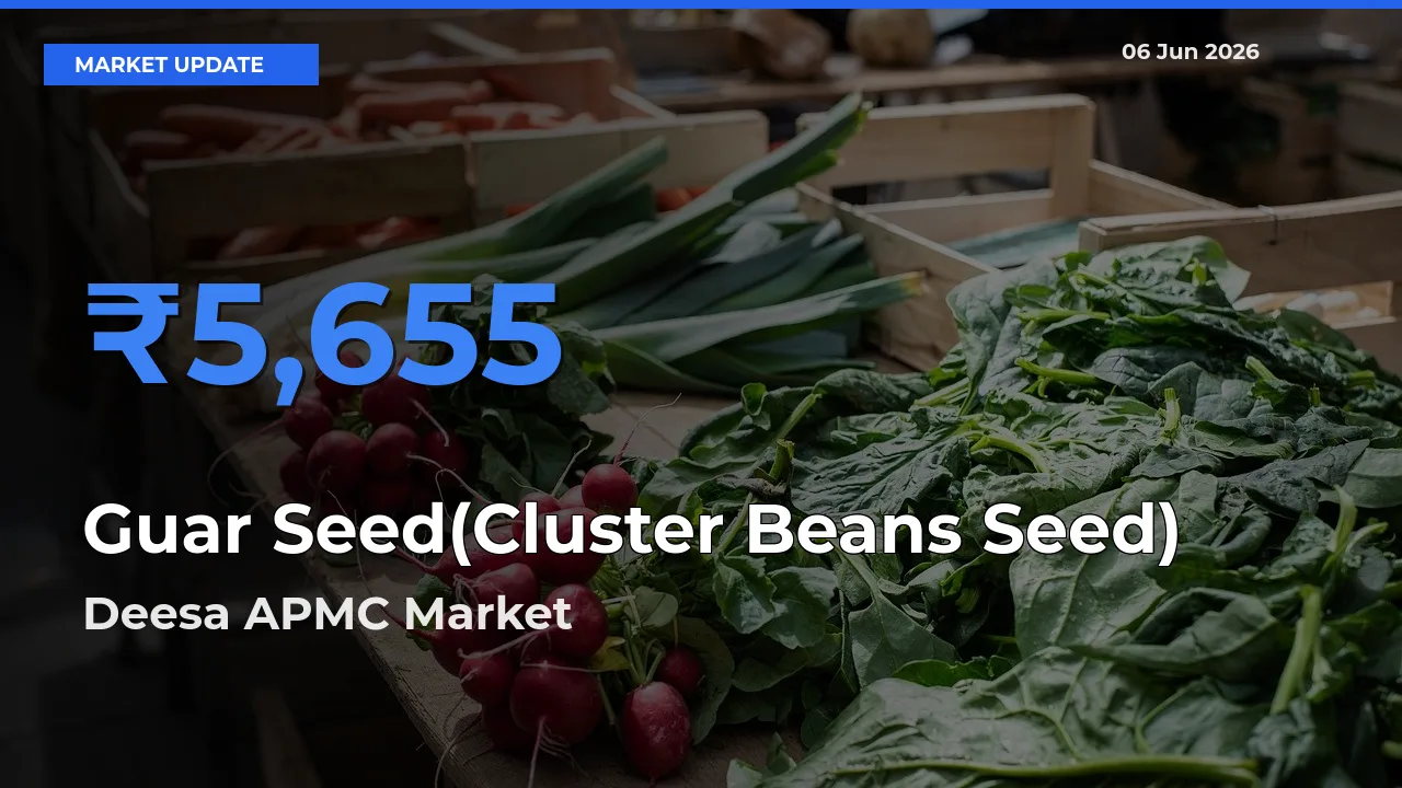 Top Performer! Deesa APMC Offers Best Guar Seed(Cluster Beans Seed) Price Today