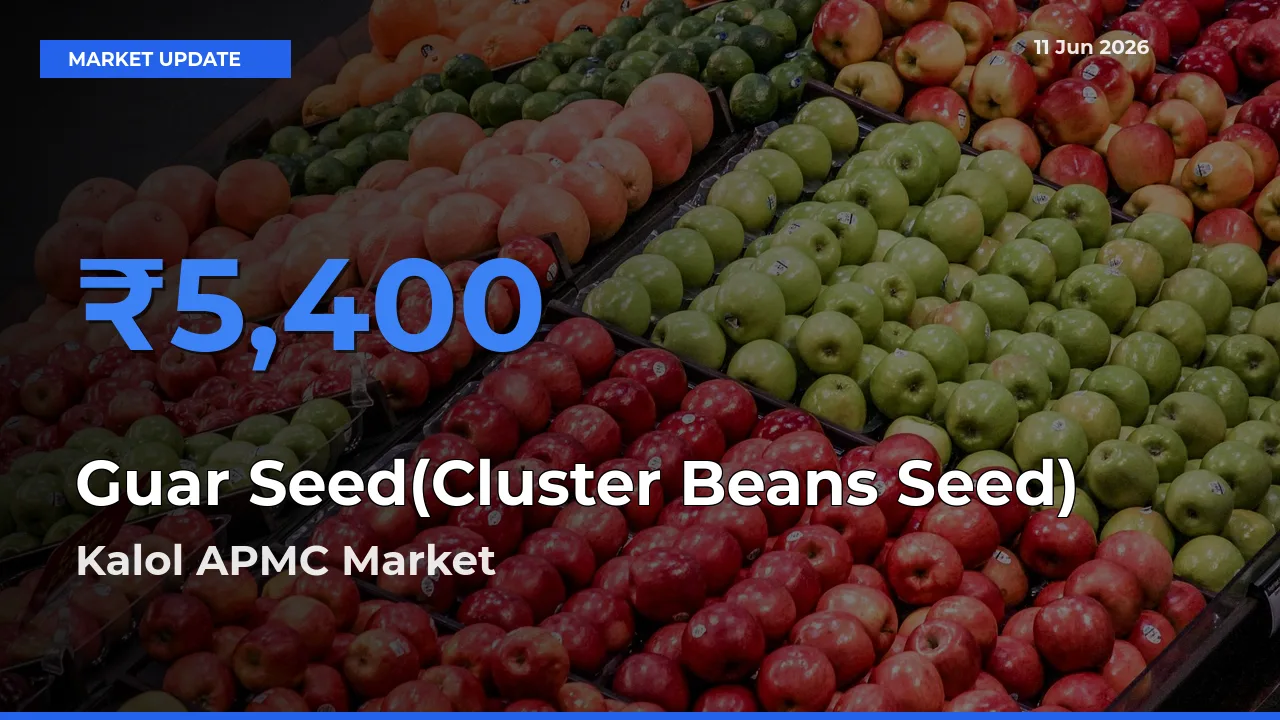 Kalol APMC Leads as Top Mandi for Guar Seed(Cluster Beans Seed) Prices