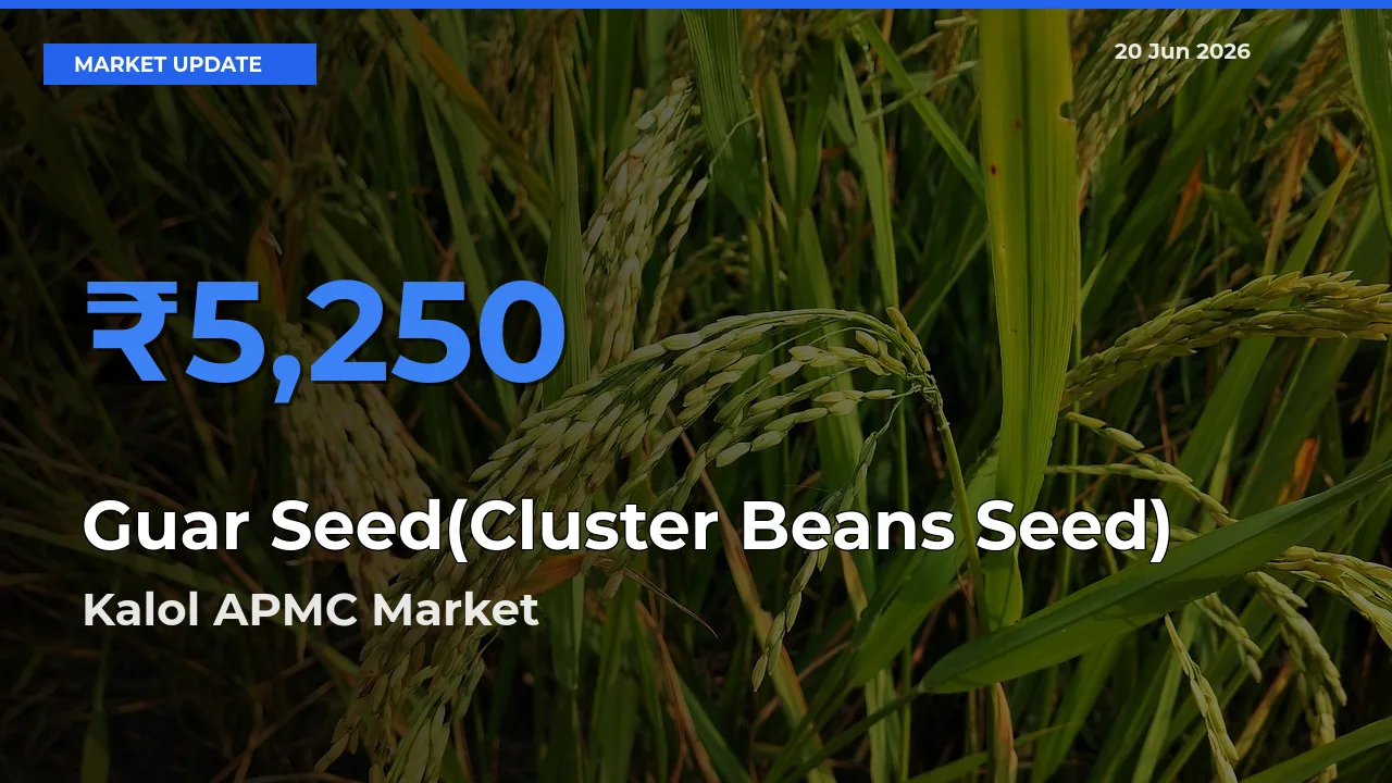 Kalol APMC Tops Guar Seed(Cluster Beans Seed) Rates – June 20 Market Update