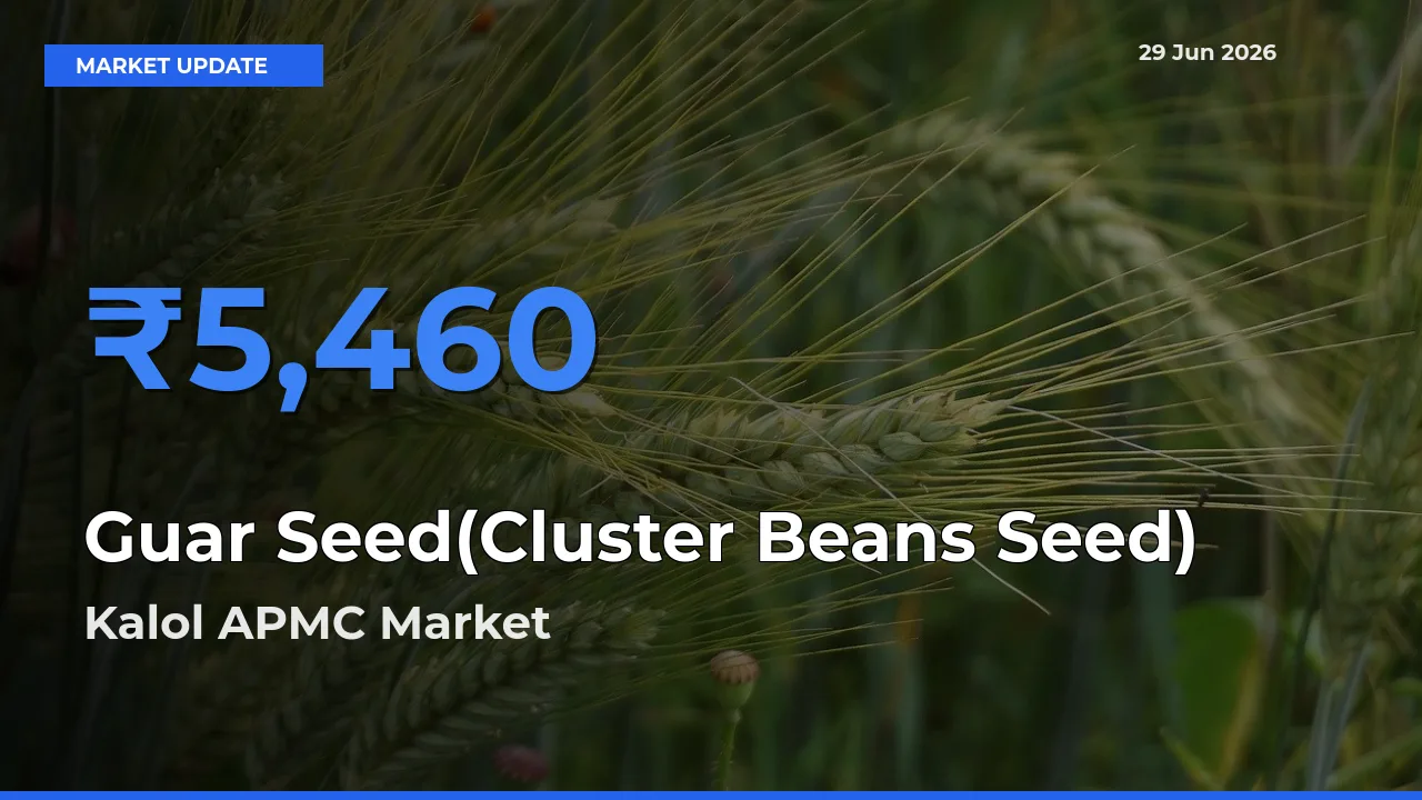 Guar Seed(Cluster Beans Seed) Mandi Rate Today: Kalol APMC Tops the List