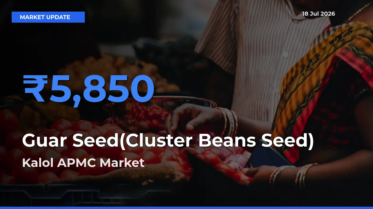 Guar Seed(Cluster Beans Seed) Mandi Rate Today: Kalol APMC Tops the List