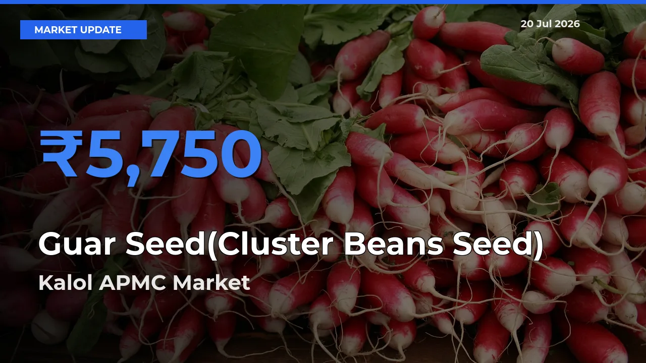 Guar Seed(Cluster Beans Seed) Mandi Rate Today: Kalol APMC Tops the List