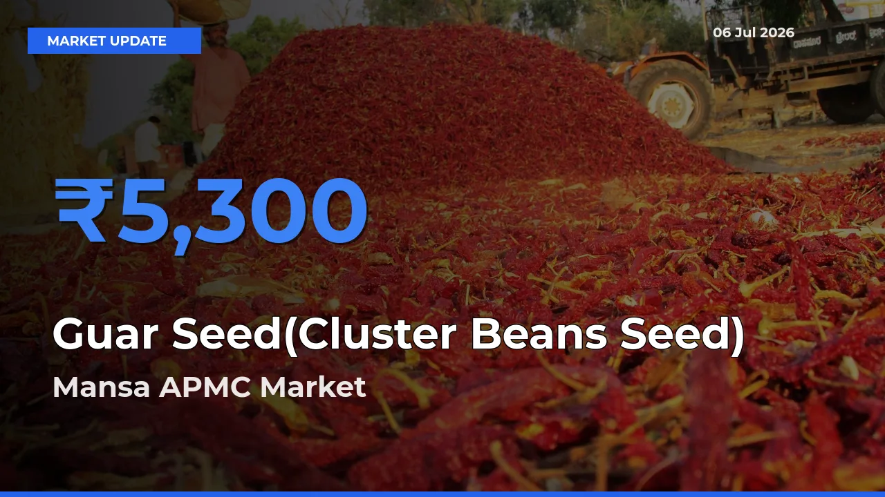 Mansa APMC Offers ₹5,300 – Highest Guar Seed(Cluster Beans Seed) Rate Today