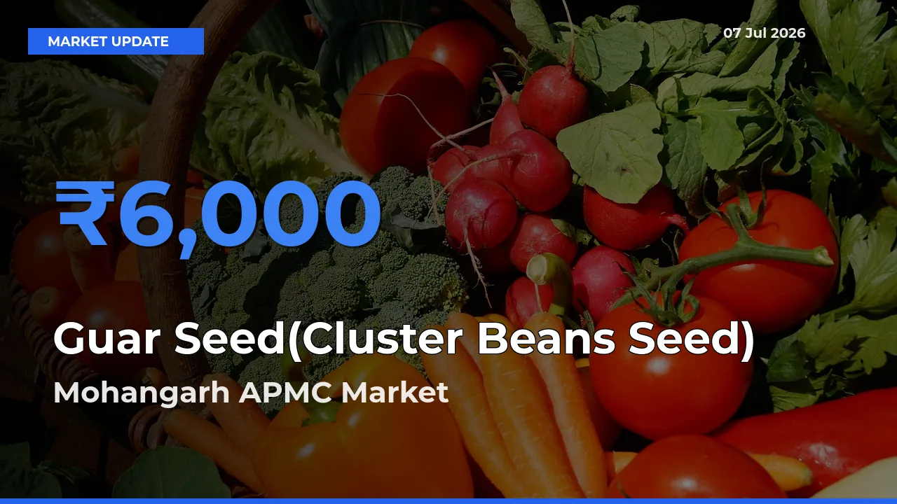Mohangarh APMC Tops Guar Seed(Cluster Beans Seed) Mandi Rates Today