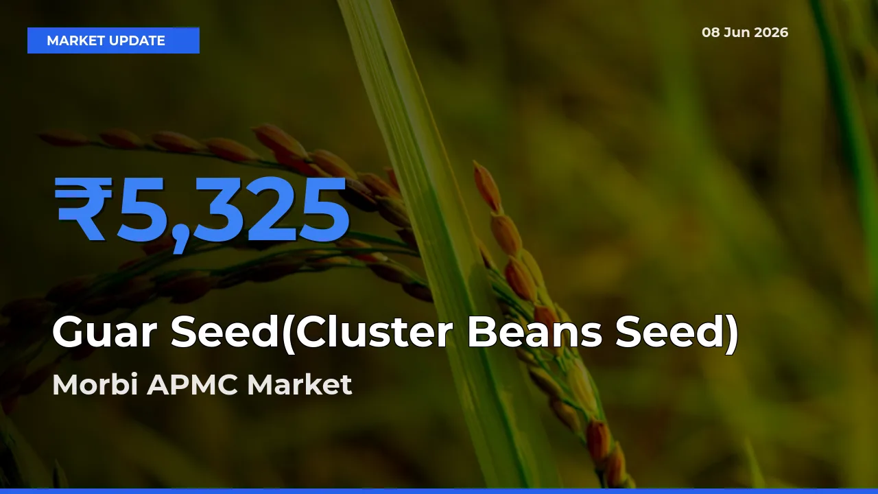 Morbi APMC Tops Guar Seed(Cluster Beans Seed) Mandi Rates Today