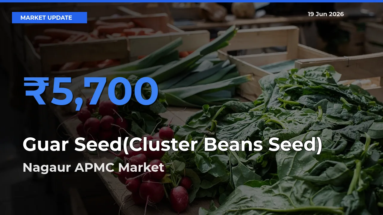 Nagaur APMC Tops Guar Seed(Cluster Beans Seed) Rates – June 19 Market Update
