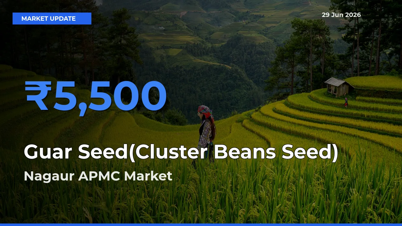 Guar Seed(Cluster Beans Seed) Mandi Rate Today: Nagaur APMC Tops the List