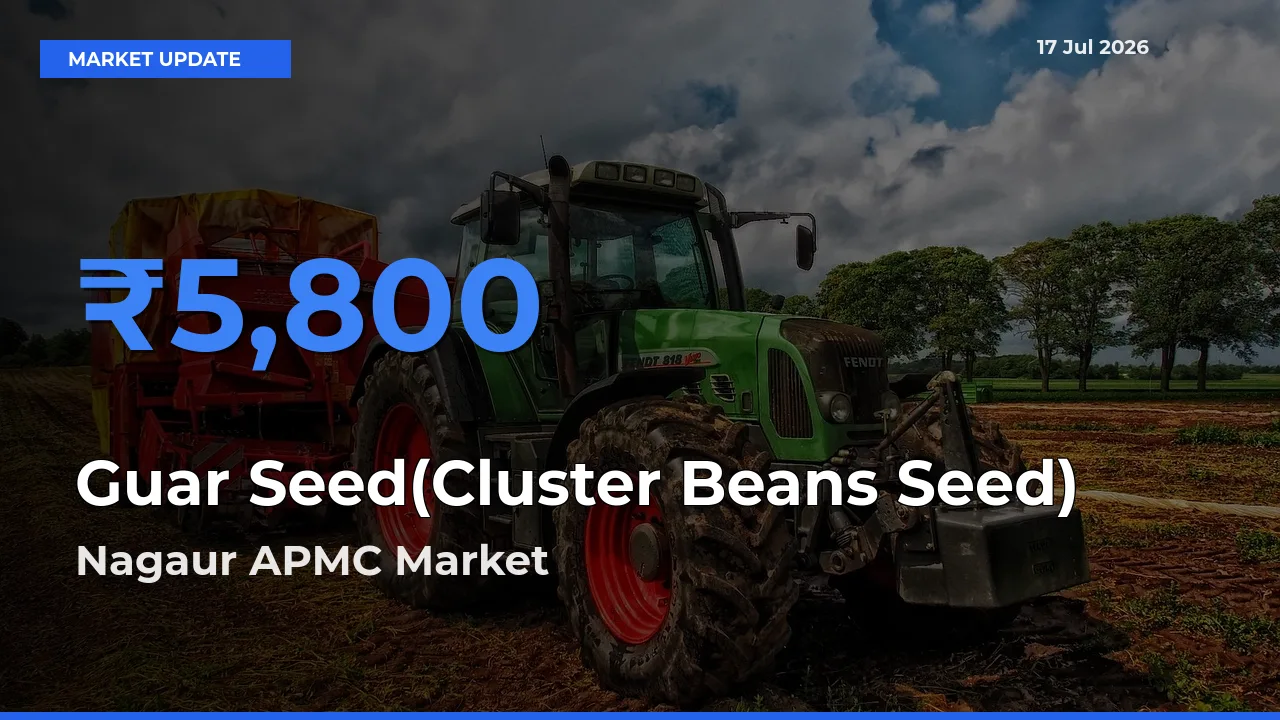 Market Watch: Nagaur APMC Becomes Top Mandi for Guar Seed(Cluster Beans Seed)
