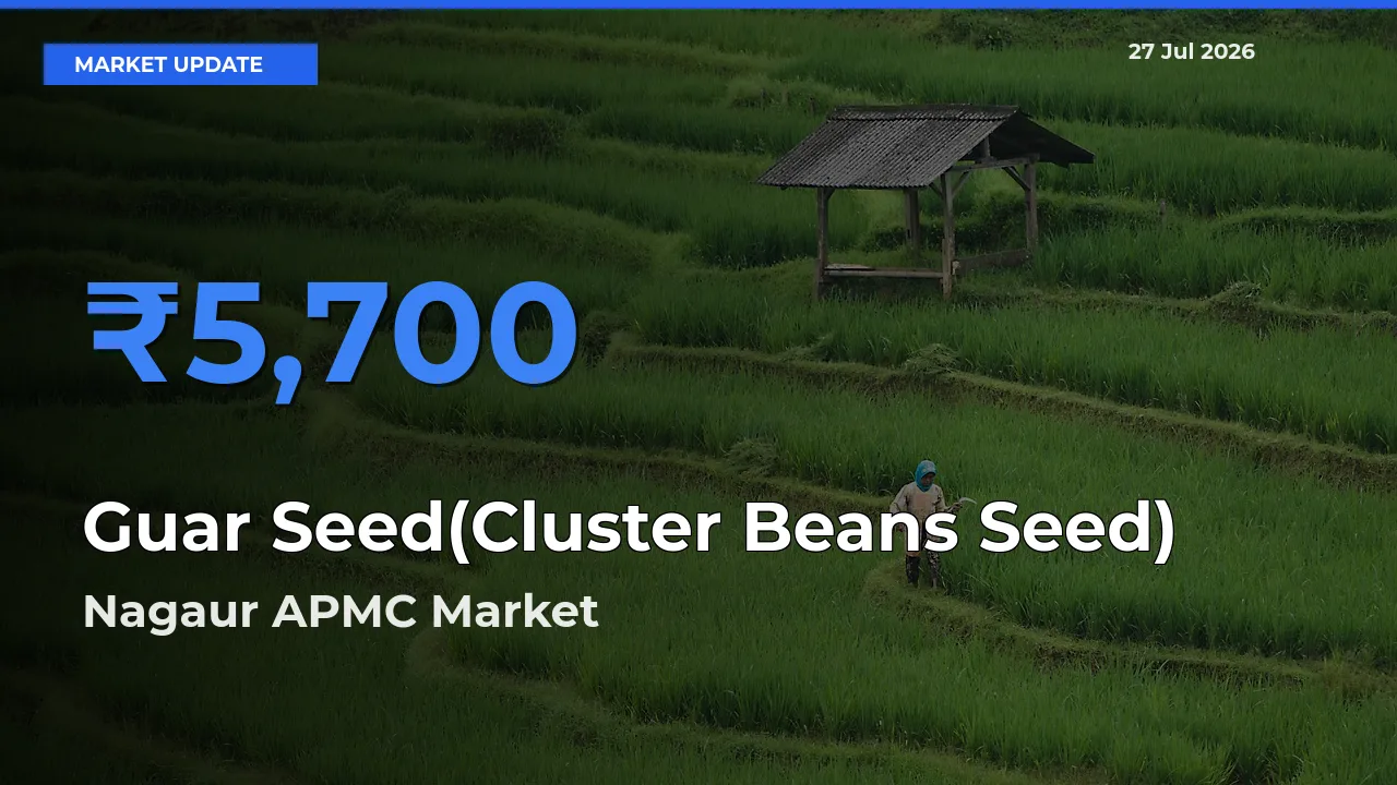 Guar Seed(Cluster Beans Seed) Mandi Rate Today: Nagaur APMC, Rajasthan Tops the List