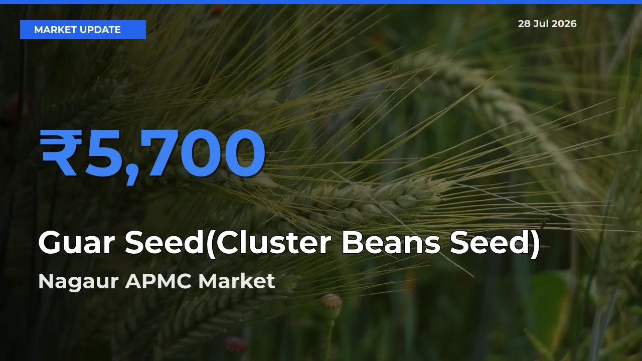 Nagaur APMC, Rajasthan Emerges as Top Mandi for Guar Seed(Cluster Beans Seed) Prices Today