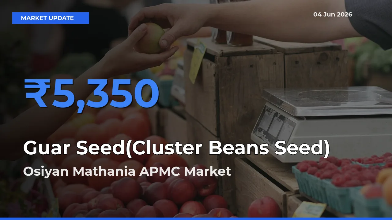 Market Watch: Osiyan Mathania APMC Becomes Top Mandi for Guar Seed(Cluster Beans Seed)