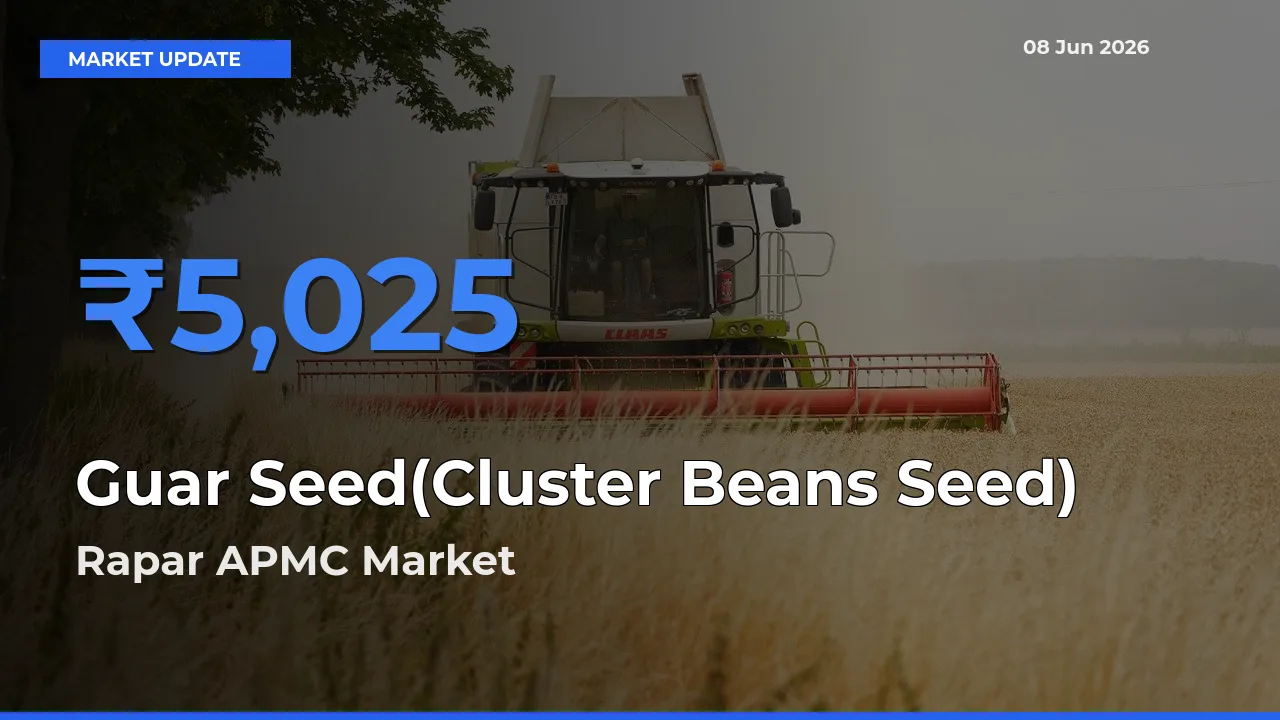 Rapar APMC Offers ₹5,025 – Highest Guar Seed(Cluster Beans Seed) Rate Today
