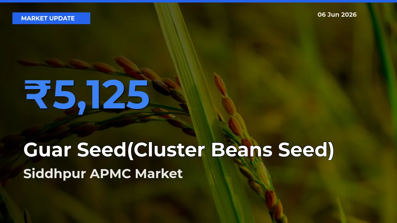 Siddhpur APMC Records Highest ₹5,125 Rate for Guar Seed(Cluster Beans Seed)