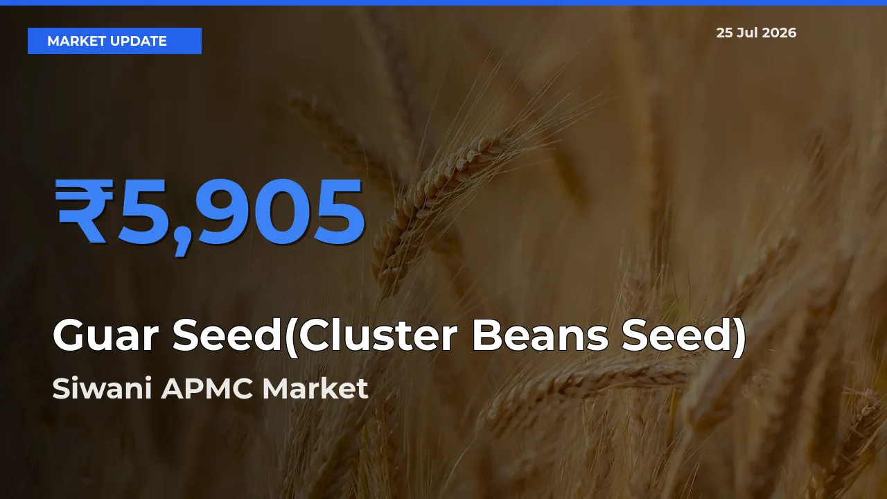 Siwani APMC Emerges as Top Mandi for Guar Seed(Cluster Beans Seed) Prices Today