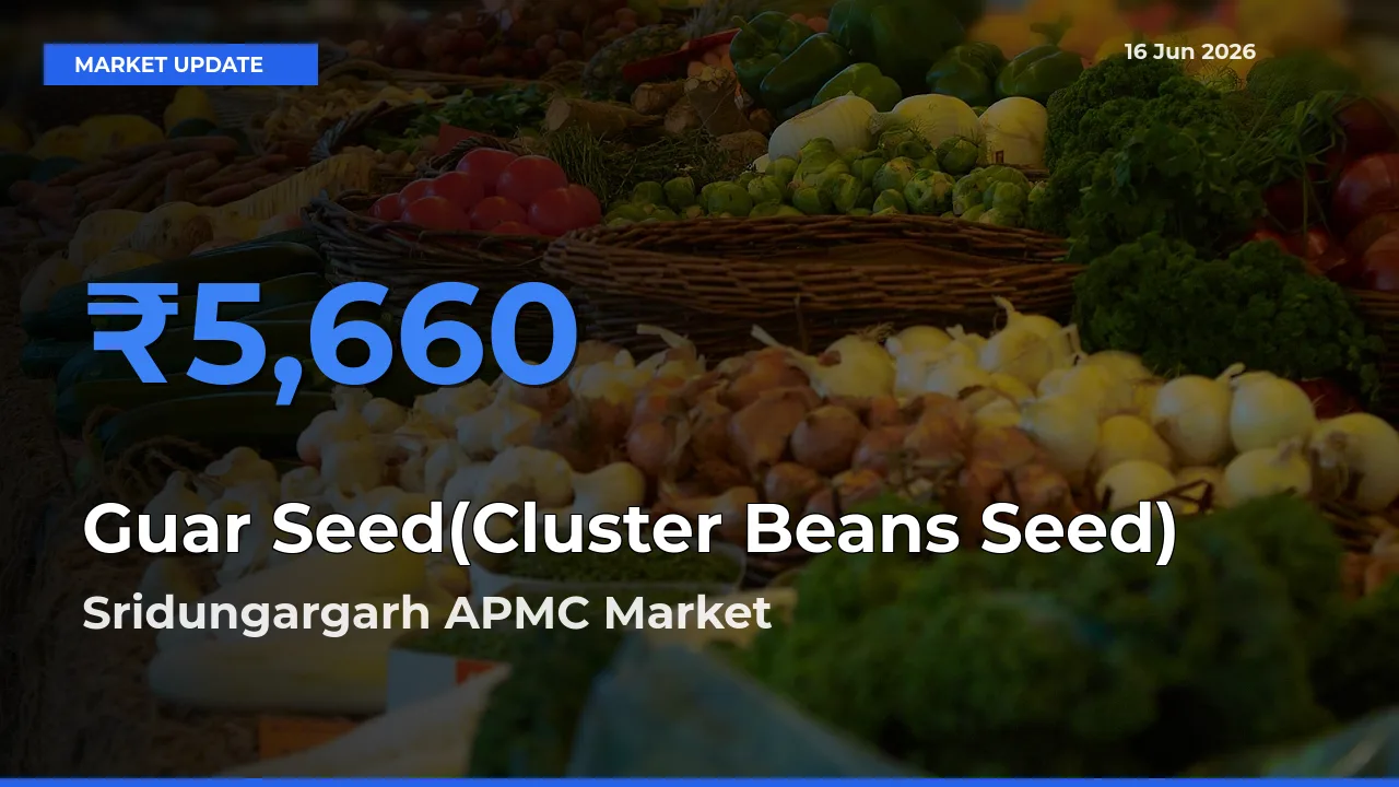 Farmers Prefer Sridungargarh APMC as Guar Seed(Cluster Beans Seed) Hits Highest Rate