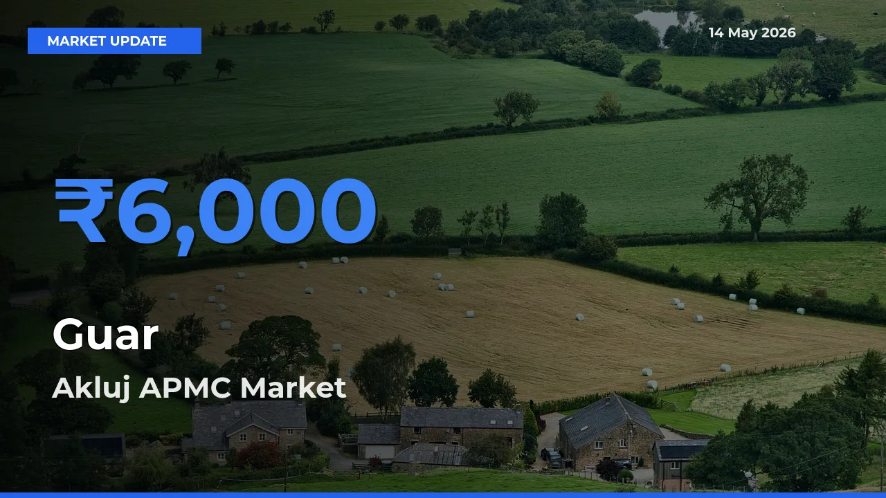 Guar Mandi Rate Today: Akluj APMC Tops the List