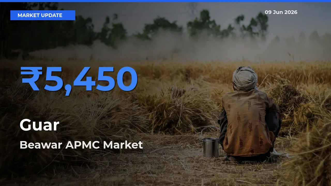 Market Watch: Beawar APMC Becomes Top Mandi for Guar